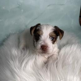 Urban - Chocolate, tan and white male Yorkshire Terrier puppy in Tulsa, Oklahoma from Conns Cuddly Canines