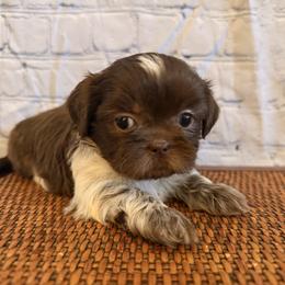 Girl One - Liver and white female Shih Tzu puppy in Peoria, Arizona from Jodi’s Shihtzus