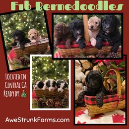 Bernedoodle and Goldendoodle Puppies from AweStrunk Farms