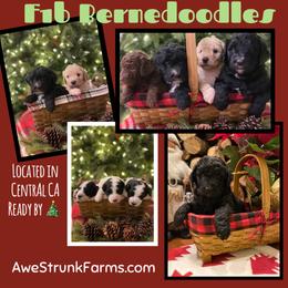 Bernedoodle and Goldendoodle Puppies from AweStrunk Farms