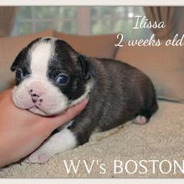 Illissa - Black brindle and white female Boston Terrier puppy in North Central, Vermont from Windy Valley’s Bostons