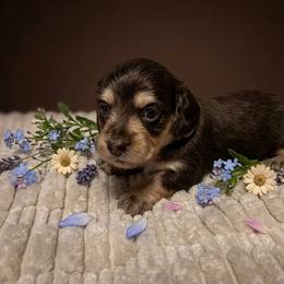 Nana - Chocolate and cream female Dachshund puppy in Sheridan, Arkansas from Farmhouse Dachshunds