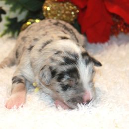 Oakely - Blue merle female Miniature Australian Shepherd puppy in Ionia, Iowa from Sapphire Stables