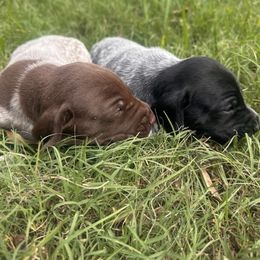 Chocolate - Liver male German Shorthaired Pointer puppy in Columbia, Louisiana from M&R Breeders