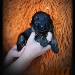 Data - Black and tan male German Shepherd puppy in Fort Jennings, Ohio from Von Holtzapple German shepherds