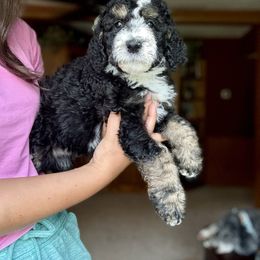 Cannoli - Black and white female Bernedoodle puppy in Pennsylvania from Bells Bernedoodles
