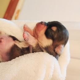 Thunder - Black sabled fawn male Chihuahua puppy in Wayland, Michigan from MI Chihuahua