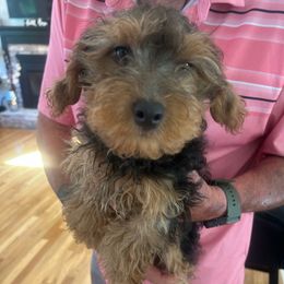 Teddy - Chocolate male Yorkipoo puppy in West Warwick, Rhode Island from Robyn’s Nest