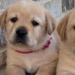 Pink collar - Yellow female Labrador Retriever puppy in Clinton, Tennessee from Summer Rose