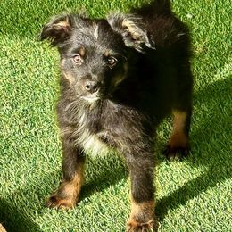 Black tri male - Black tri male Miniature Australian Shepherd puppy in Lemon Cove, California from Magic Ranch Mini Aussies