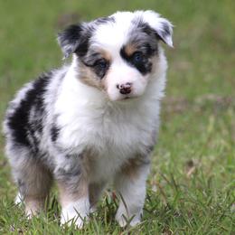 Border Collie Puppies from Bridges Border Collies