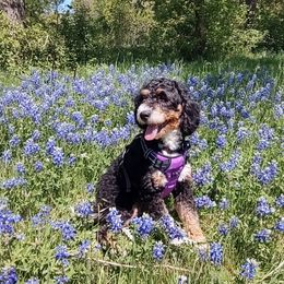 Phoebe - Bernedoodle