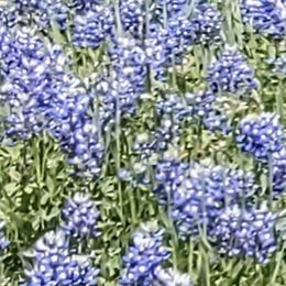 Phoebe - Bernedoodle