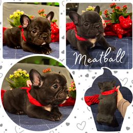 French Bulldog Puppies from A Quality French Bulldogs AZ