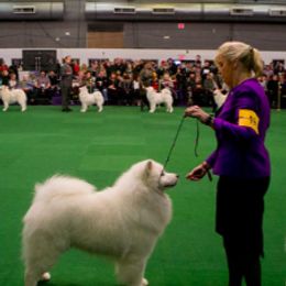 Samoyeds from Alpine Glo Samoyeds