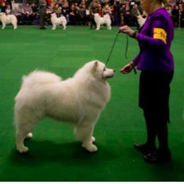 Samoyeds from Alpine Glo Samoyeds