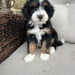 Allen - Tri-color male Bernedoodle puppy in Holtwood, Pennsylvania from Country Ridge Puppies
