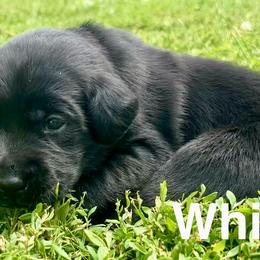 White - Black female Labrador Retriever puppy in Blue Earth, Minnesota from K4 Kennels- British Labs