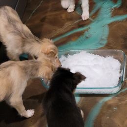 Silken Windhound Puppies from Silken Agents of CSBeck