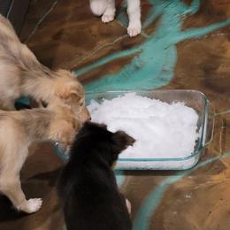 Silken Windhound Puppies from Silken Agents of CSBeck