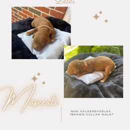 Boy 4 - Goldendoodle puppy in Nashville, Tennessee from Exclusive Doodles & Poodles