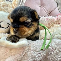 Dasher - Blue and gold male Yorkshire Terrier puppy in Oscoda, Michigan from Sweet Bella Babies