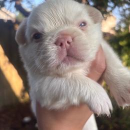 Polar - White male French Bulldog puppy in Puyallup, Washington from Sarra's French Bulldogs