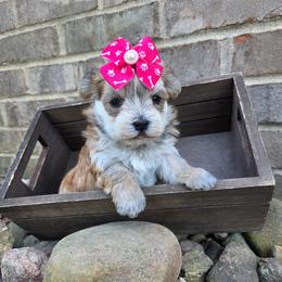 Honey - Gold female Morkie puppy in Monticello, Iowa from Ashley’s Puppies