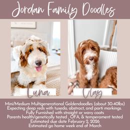 Goldendoodle puppies from Jordan Family Doodles
