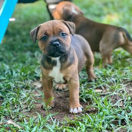 Danika - Red and white female Staffordshire Bull Terrier puppy in Monroe, Georgia from Irresistibull Staffords