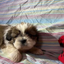 Teddy - Sable and white male Shih Tzu puppy in Bradley, South Carolina from Katie’s Kennel