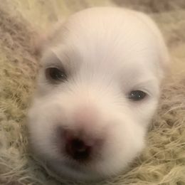 Coton de Tulear Puppies from Catawba Cotons
