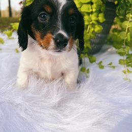 Dachshund Puppies from Brandenburg Beenies