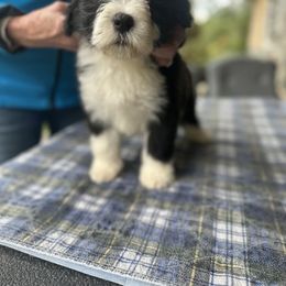 Bearded Collie and Border Collie Puppies from Beloved Bearded & Border Collies