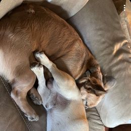 French Bulldogs from Dirty Paws Breeding