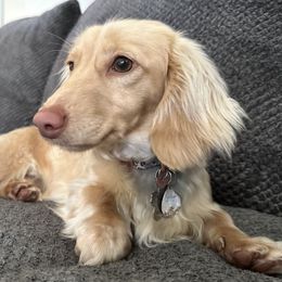 Jewel - Dachshund