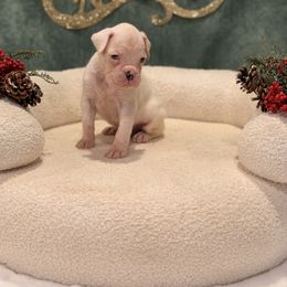 Blaze - White male Boxer puppy in Oak Lawn, Illinois from Chicago Boxers & Yorkies