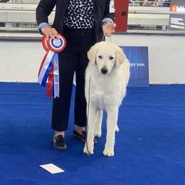Vanna - Kuvasz