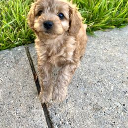 Boxer and Cavapoo Puppies from Acadian Kennels