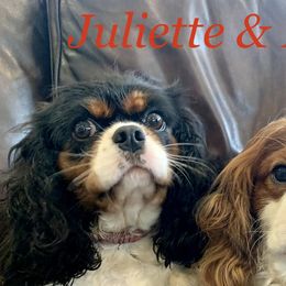 Cavalier King Charles Spaniels, Cavapoos, and Poodles from Loblolly Ranch