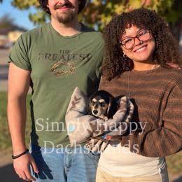 Louie - Went Home - Black and cream male Dachshund puppy in Pauls Valley, Oklahoma from Simply Happy Dachshunds