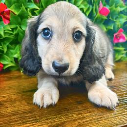 Pumpkin 3500 - Cream male Dachshund puppy in Sylvania, Alabama from Yancey’s Doxies