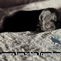 Gamora - Black female German Shepherd puppy in Garland, Maine from Vom Schön Traumhund