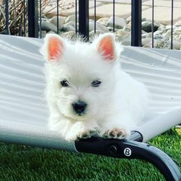 West Highland White Terrier Puppies from Elvador West Highland White Terriers