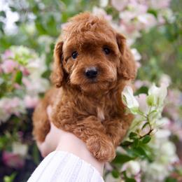 Ken - Red male Cavapoo puppy in Queen Creek, Arizona from Dulcito Doodles
