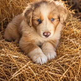 Jefferson - White and red merle male Border Collie puppy in Lakeport, California from Akins Aussies/Wild Rose Ranch
