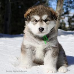 Alaskan Malamute Puppies from Snowlion Alaskan Malamutes