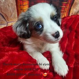 Aussiedoodle, Companion Cross, Pomsky, and Pug Puppies from We R Puppies