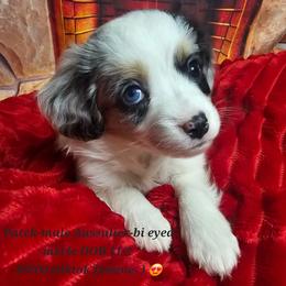 Aussiedoodle, Companion Cross, Pomsky, and Pug Puppies from We R Puppies