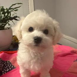 Girl 1 - White and cream female Bichon Frise puppy in Greensboro, North Carolina from Luna Llena Bichons